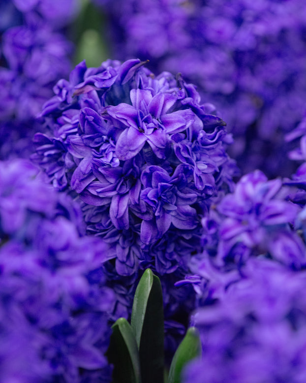 Hyacinth 'Manhattan'