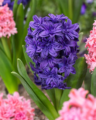 Hyacinth 'Manhattan'