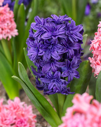 Hyacinth 'Manhattan' Hyacinth 'Manhattan'