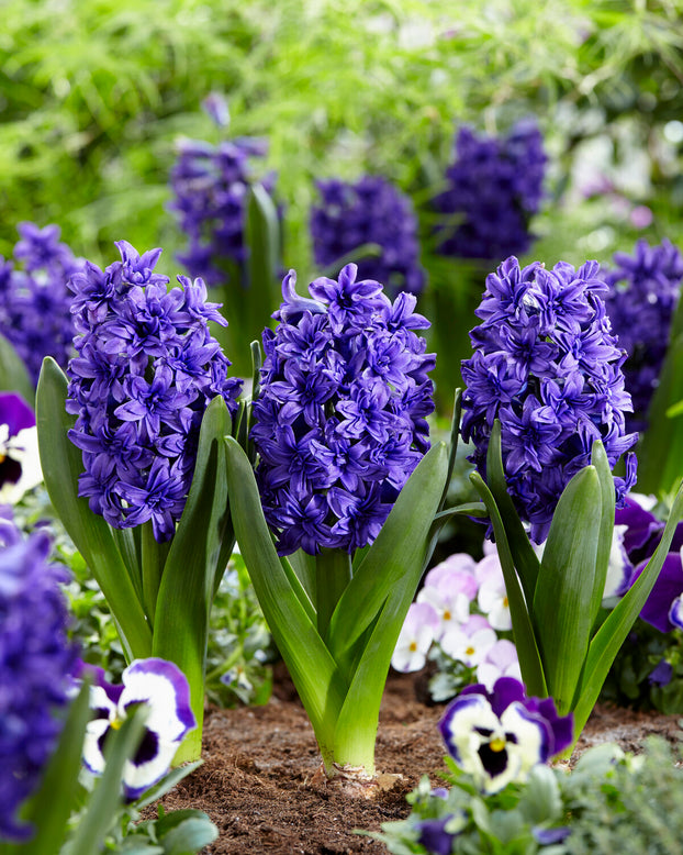 Hyacinth 'Manhattan'