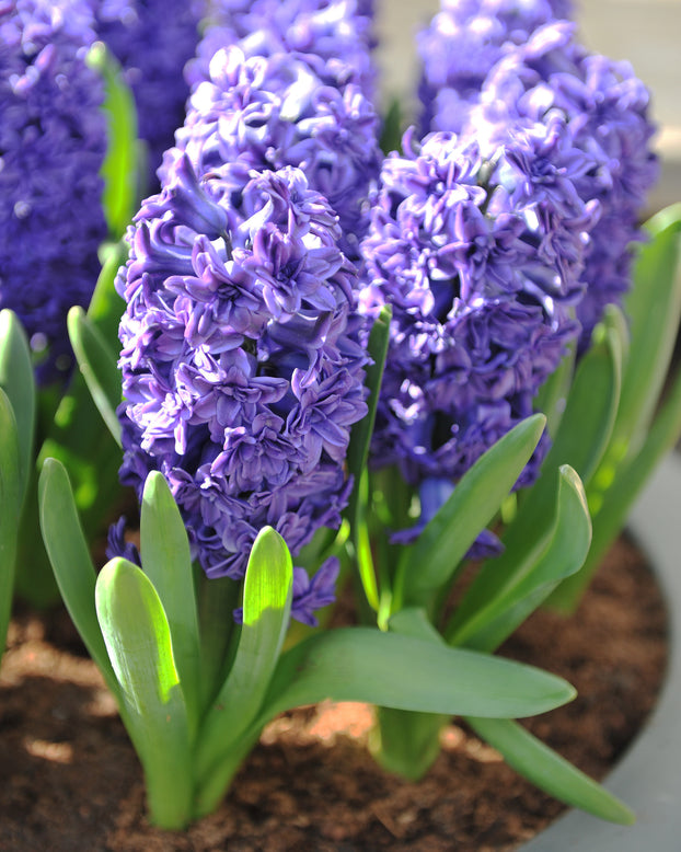 Hyacinth 'Manhattan'