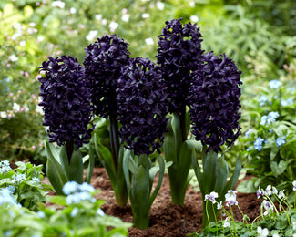 Hyacinth 'Midnight Sky' Hyacinth 'Midnight Sky'