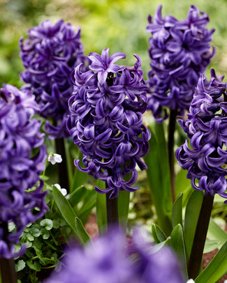 Hyacinth 'Ocean Delights' Hyacinth 'Ocean Delights'