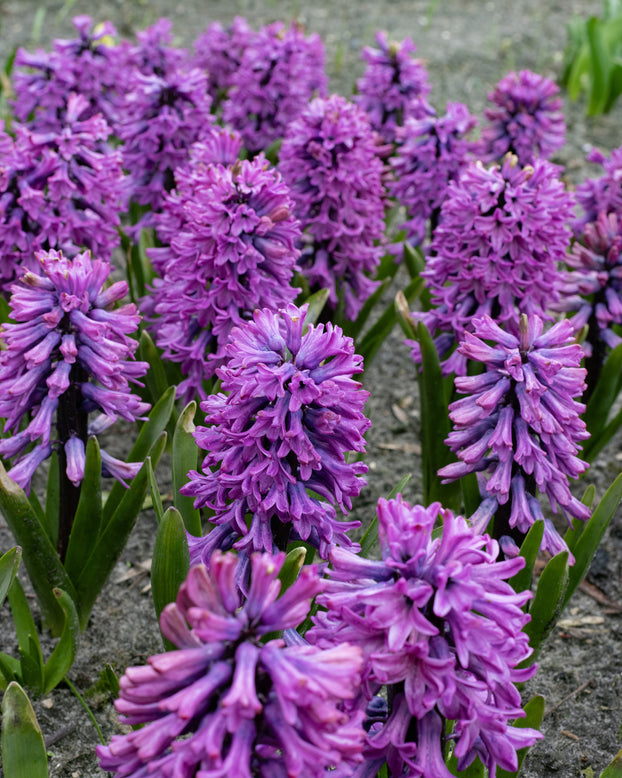 Hyacinth 'Richmond'