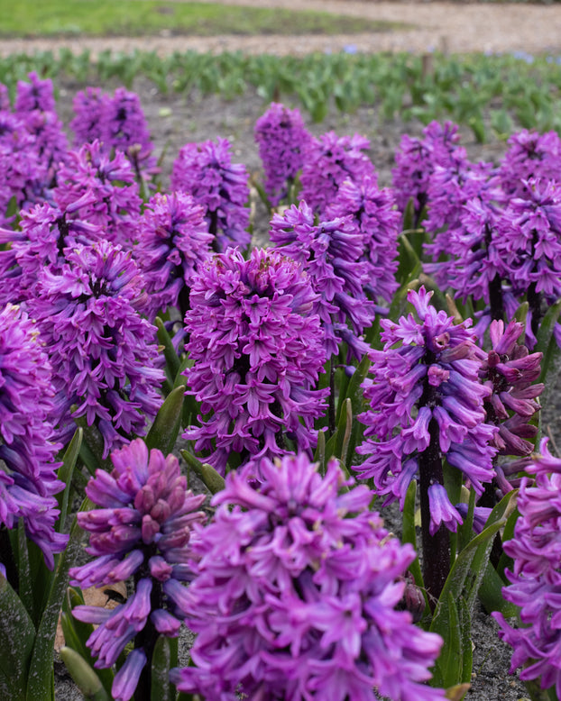 Hyacinth 'Richmond'