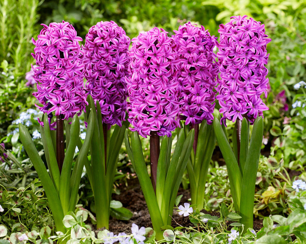 Hyacinth 'Richmond'