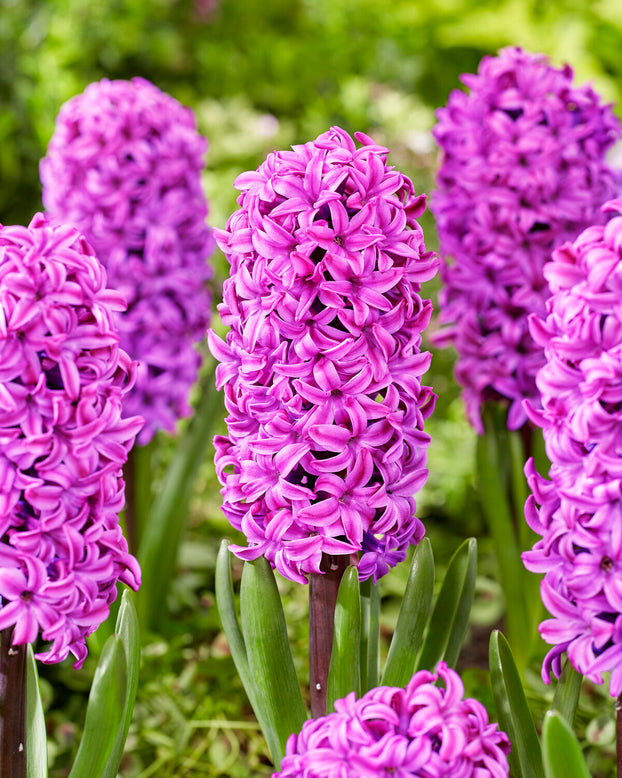 Hyacinth 'Richmond'