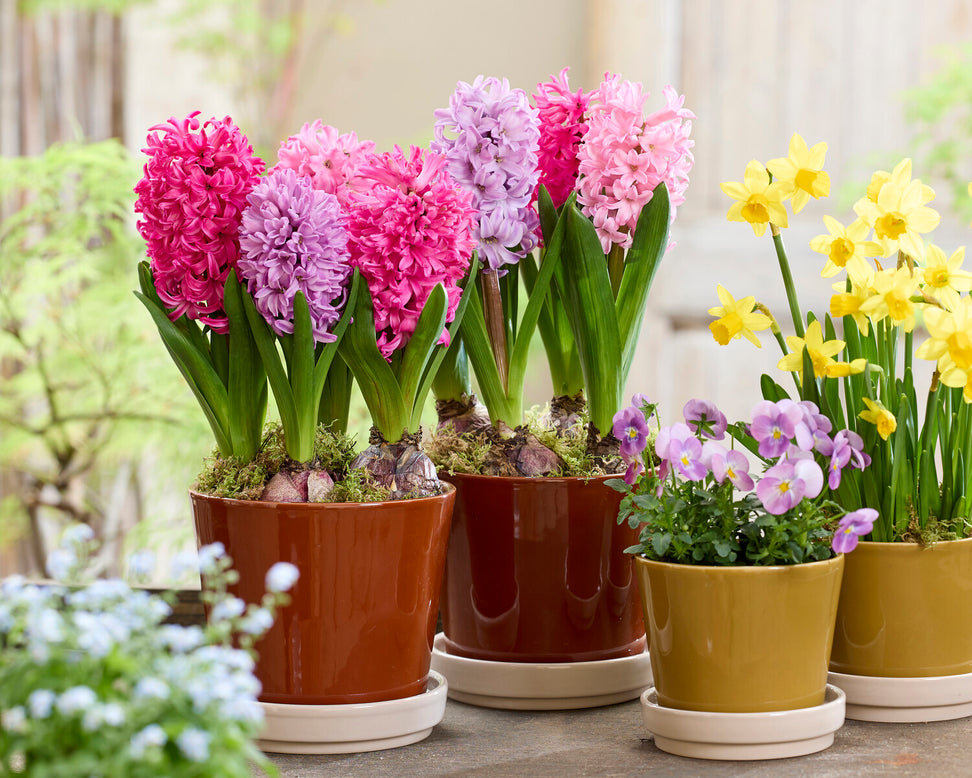 Hyacinth 'Scarlet Pearl'