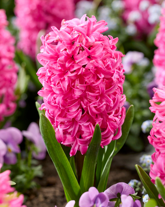Hyacinth 'Scarlet Pearl' Hyacinth 'Scarlet Pearl'