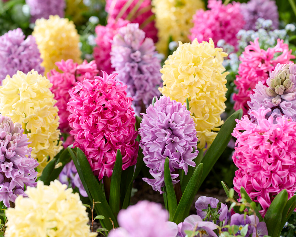Hyacinth 'Scarlet Pearl'