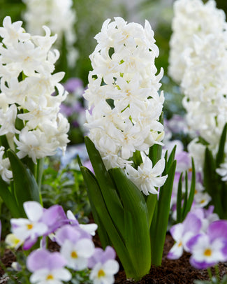 Hyacinth 'Snow Crystal' Hyacinth 'Snow Crystal'