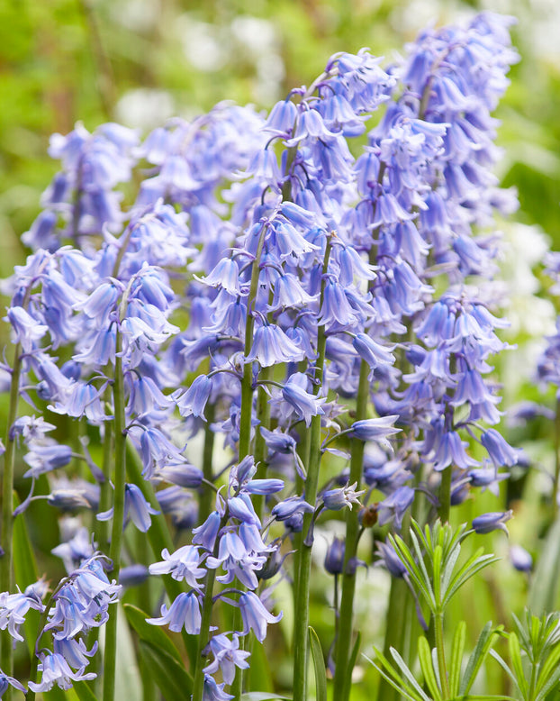 Hyacinthoides hispanica, Spanish bluebell
