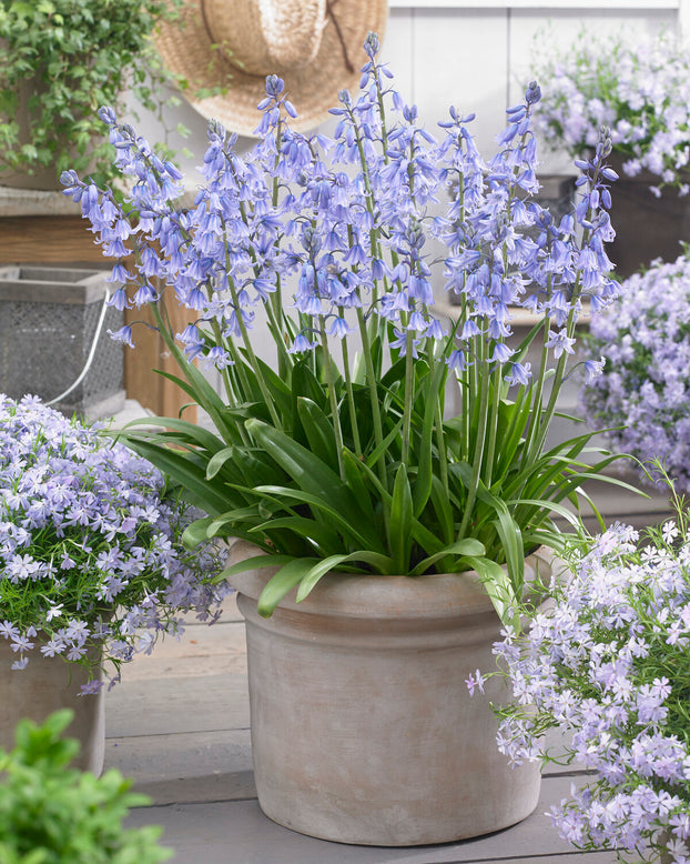 Hyacinthoides hispanica