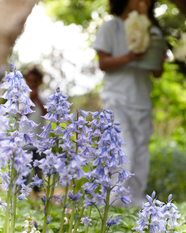 Hyacinthoides hispanica