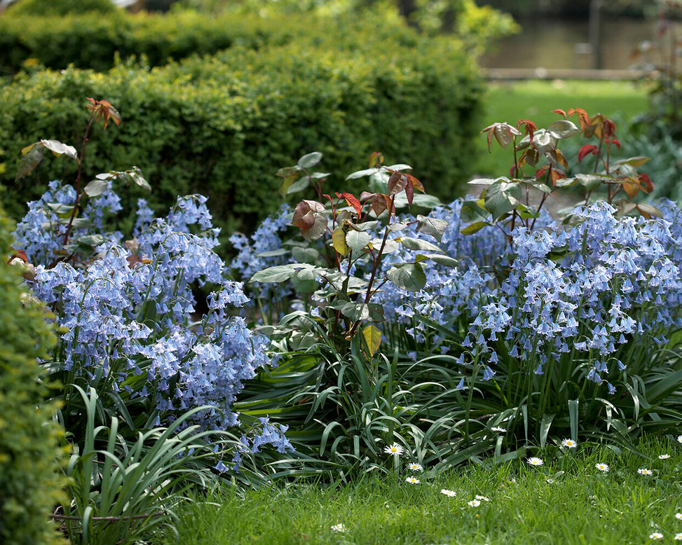 Hyacinthoides hispanica