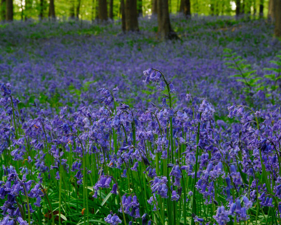 Hyacinthoides non-scripta