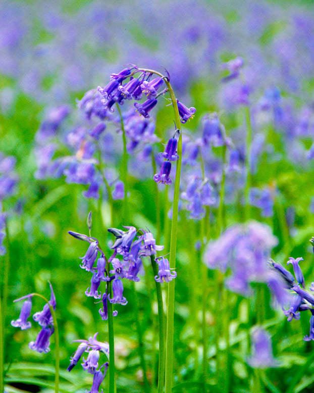 Hyacinthoides non-scripta