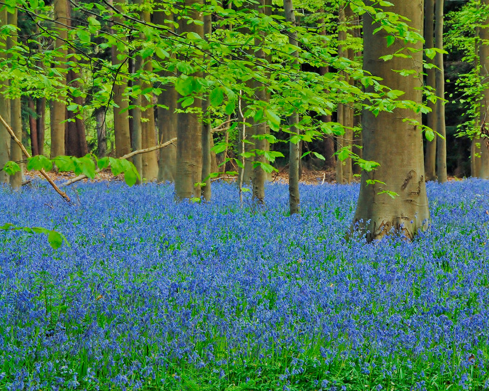 Hyacinthoides non-scripta