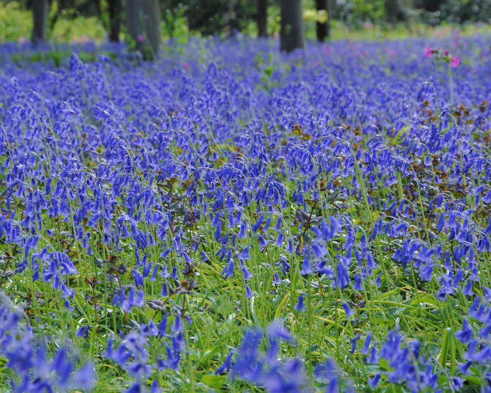 Hyacinthoides non-scripta