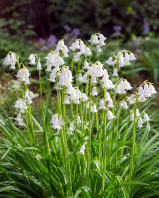 Hyacinthoides non-scripta 'Alba' Hyacinthoides non-scripta 'Alba', white bluebells