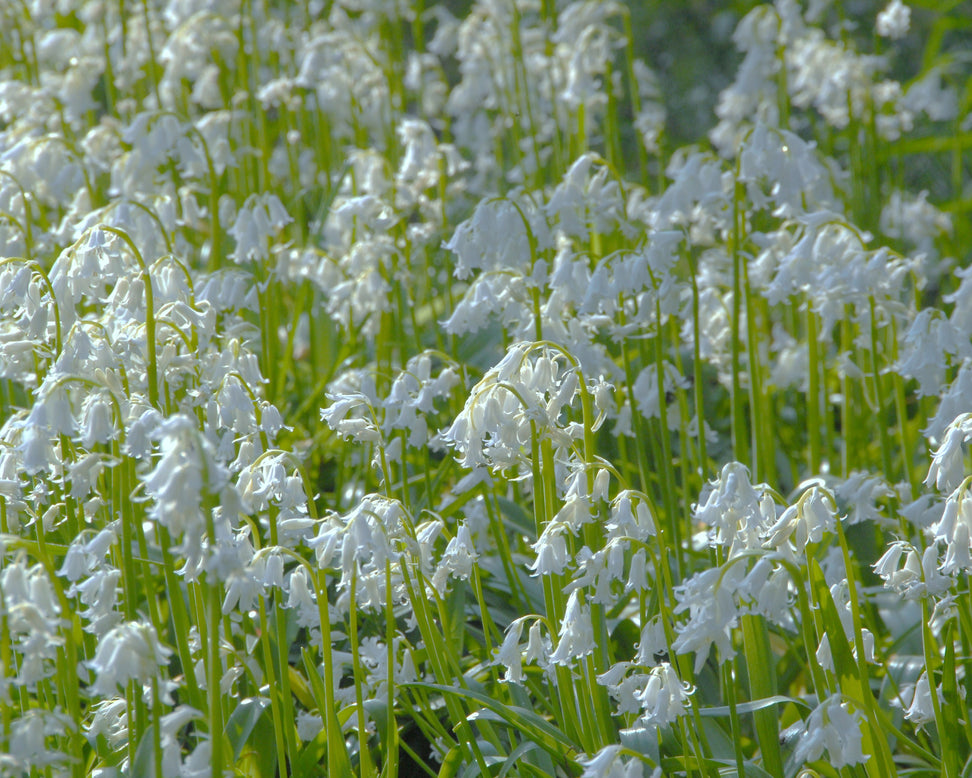 Hyacinthoides non-scripta 'Alba'