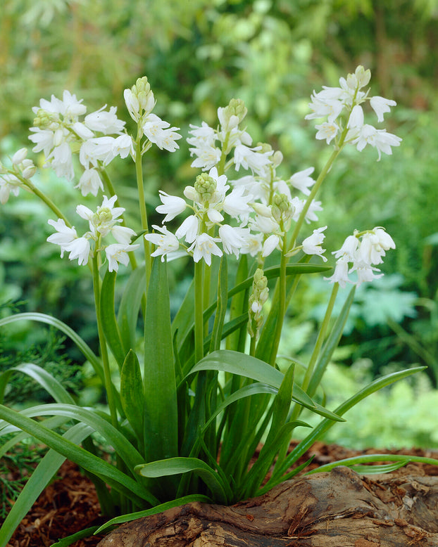 Hyacinthoides non-scripta 'Alba'