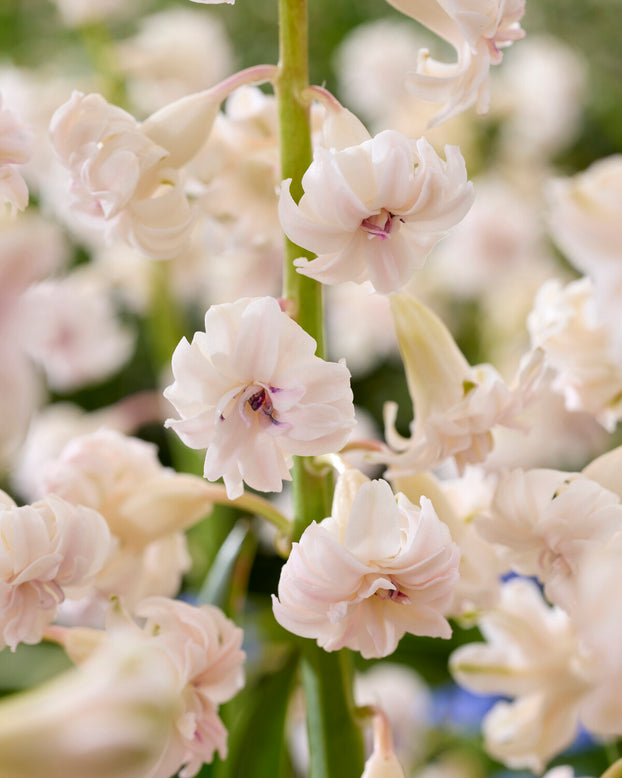 Hyacinth 'Gloria Mundi'