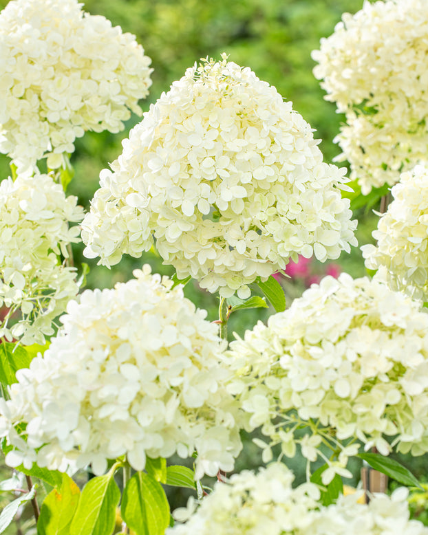 Hydrangea 'Better Belle'