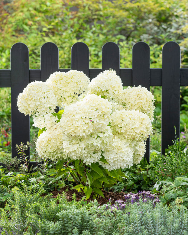 improved annabelle hydrangea