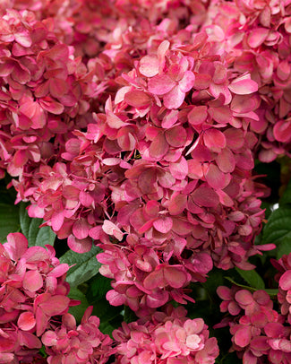 Hydrangea 'Bonfire' Hydrangea 'Bonfire'