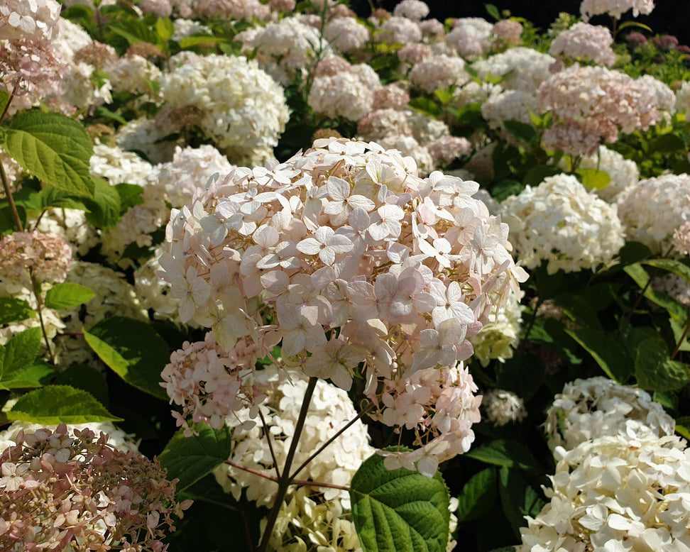 Hydrangea 'Candybelle Marshmallow'