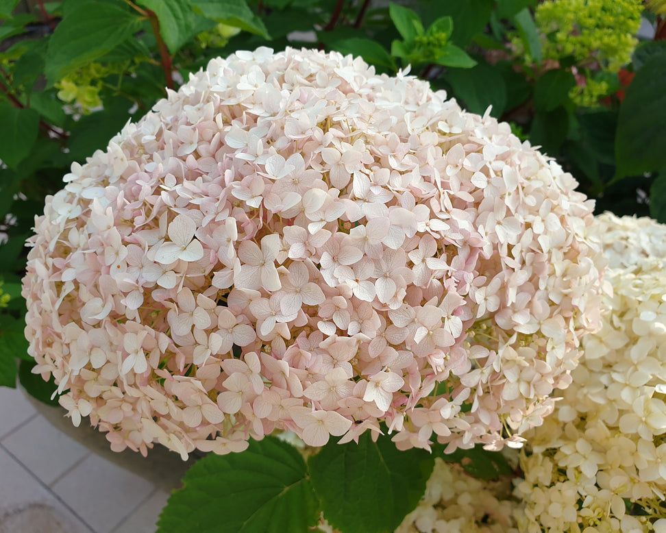 Hydrangea 'Candybelle Marshmallow'