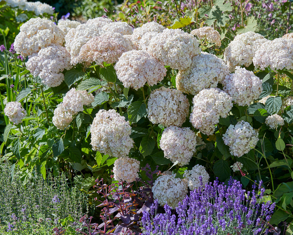 Hydrangea 'Candybelle Marshmallow'