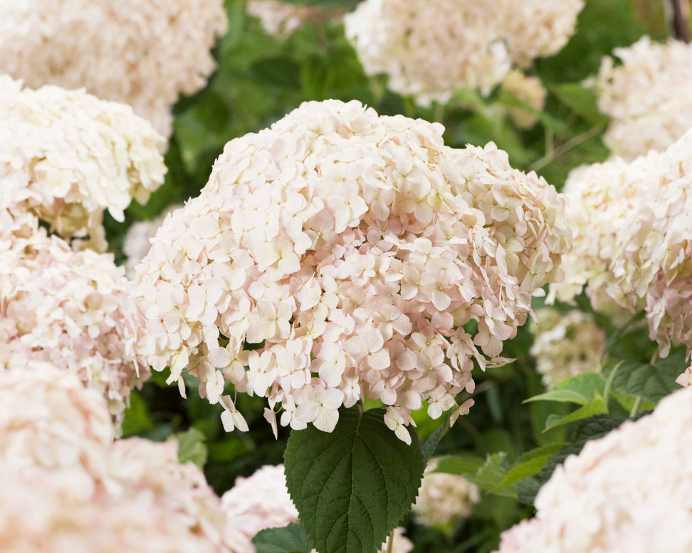 Hydrangea 'Candybelle Marshmallow'