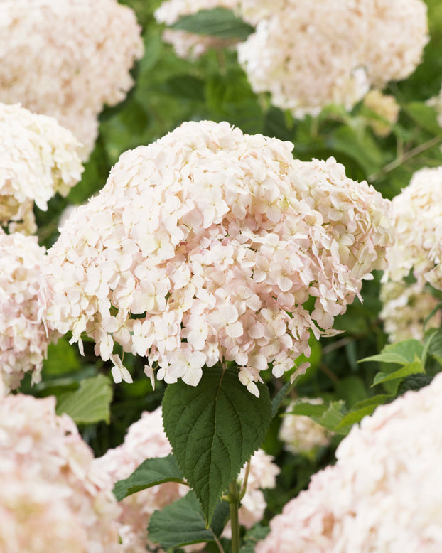 Hydrangea 'Candybelle Marshmallow'