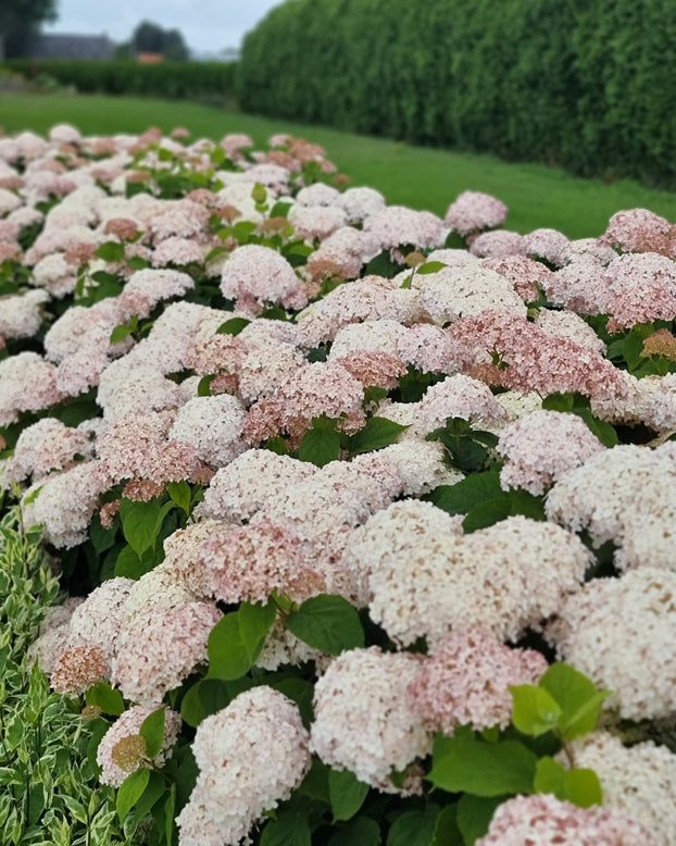 Hydrangea 'Candybelle Marshmallow'
