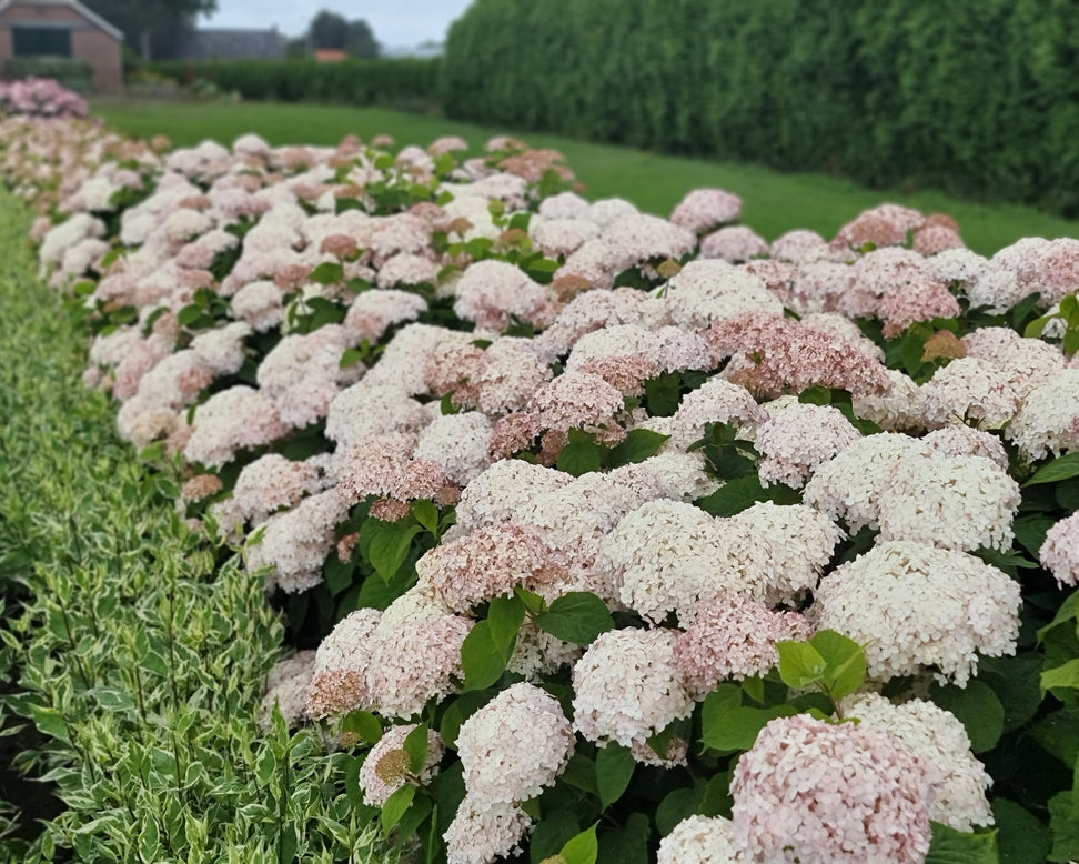 Hydrangea 'Candybelle Marshmallow'