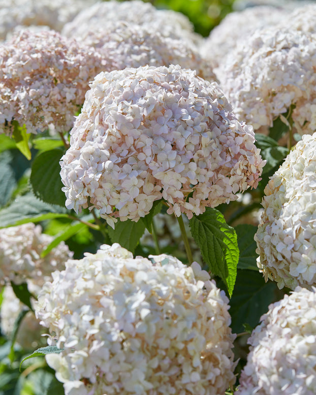 Hydrangea 'Candybelle Marshmallow'