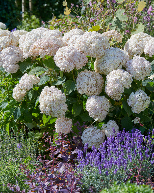Hydrangea 'Candybelle Marshmallow'