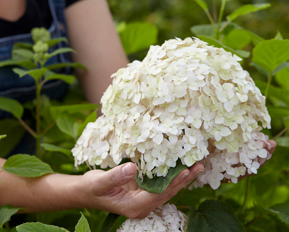 Hydrangea 'Candybelle Marshmallow'