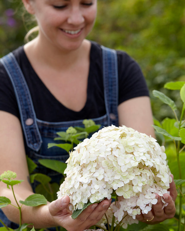 Hydrangea 'Candybelle Marshmallow'