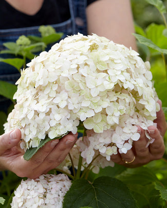 Hydrangea 'Candybelle Marshmallow' Hydrangea 'Candybelle Marshmallow'