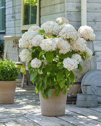 Hydrangea 'Candybelle Marshmallow' Hydrangea 'Candybelle Marshmallow'