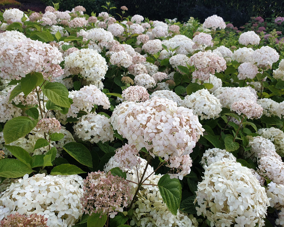 Hydrangea 'Candybelle Marshmallow'