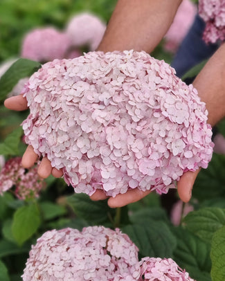 Hydrangea 'Candybelle Bubblegum' Hydrangea 'Candybelle Bubblegum'