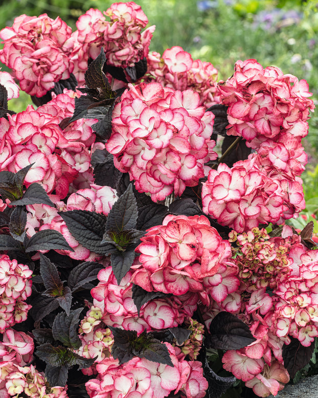 Hydrangea 'Choco Black Velvet'