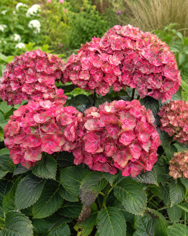 Hydrangea 'Rebellion Choco Love'