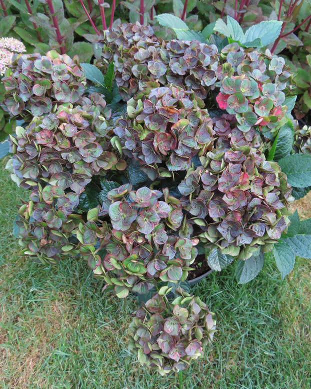 Hydrangea 'Choco Love'