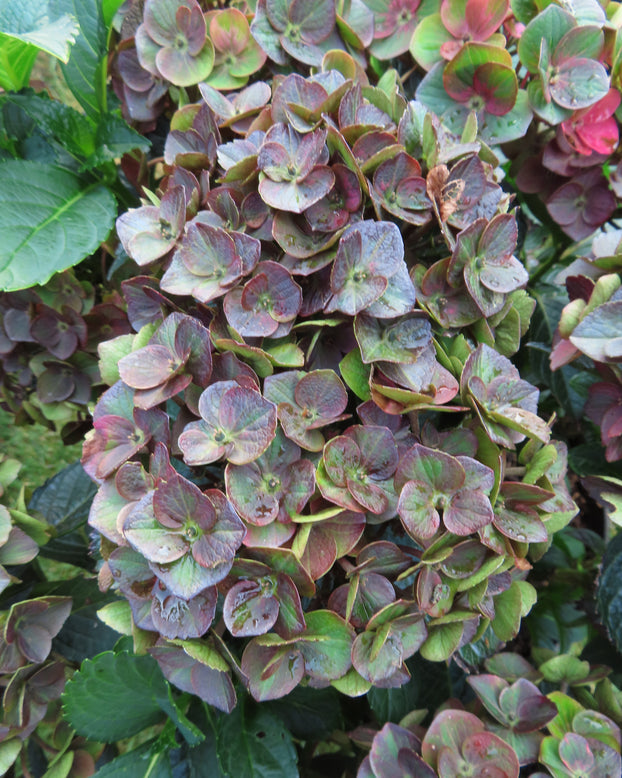 Hydrangea 'Choco Love'