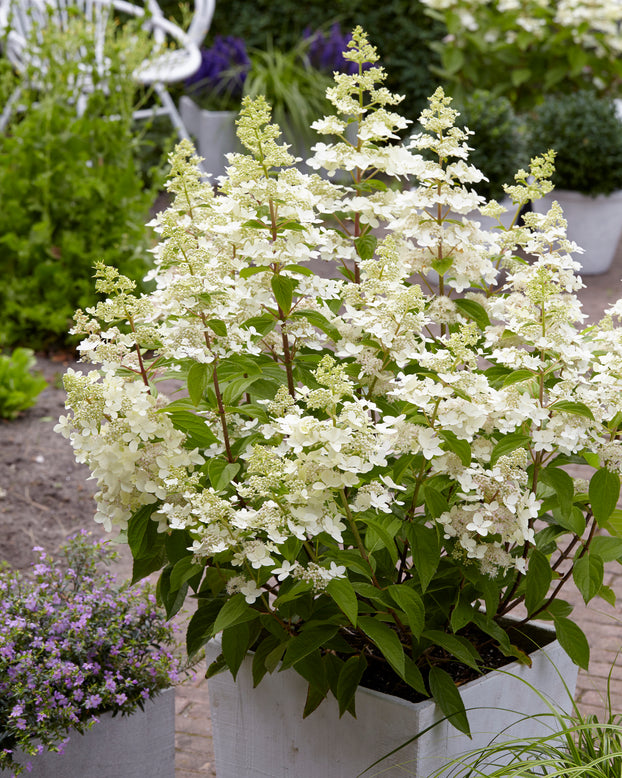 Hydrangea 'Confetti'